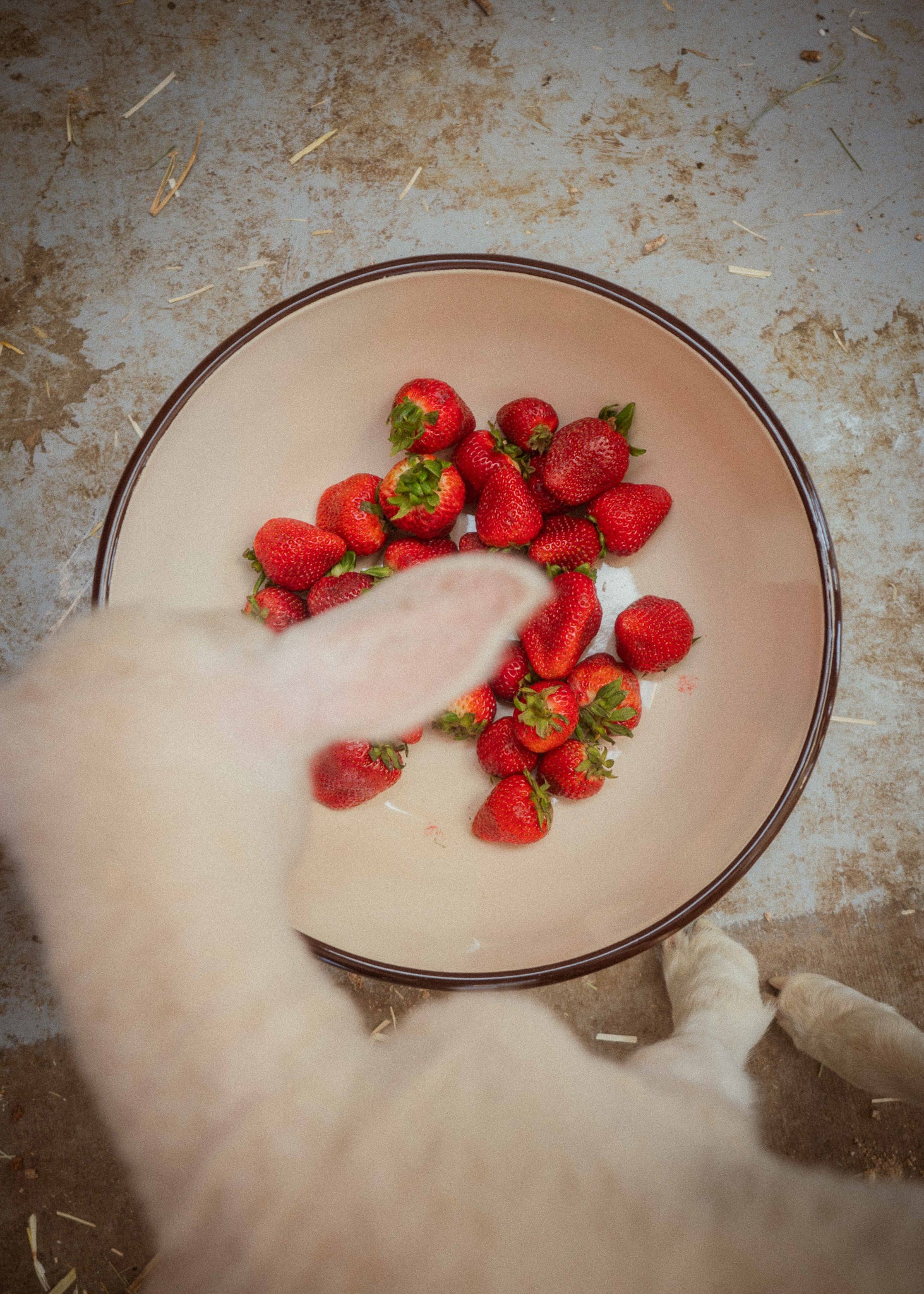 Farmer Protein Powder - Image 11